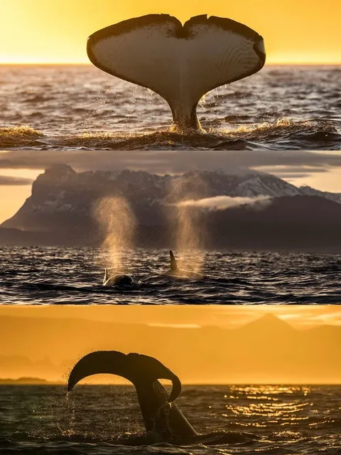 Iceland Whale Watching Guide