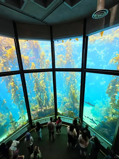 🌊 Monterey Bay Aquarium: Where Cannery Row Meets the Deep Blue 🐚