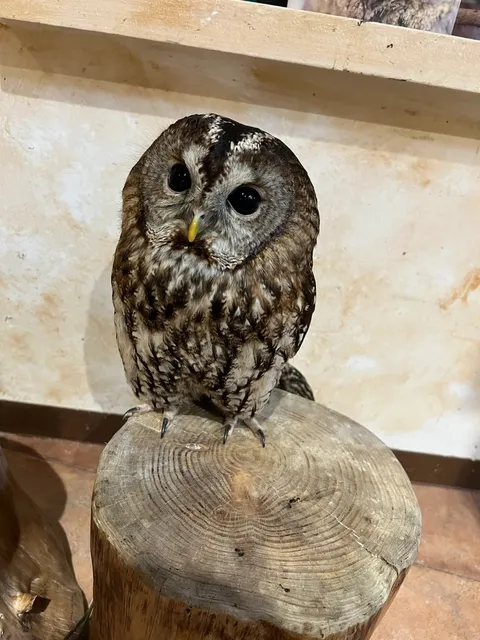 Encounter Wise Eyes in Fukuoka 🦉