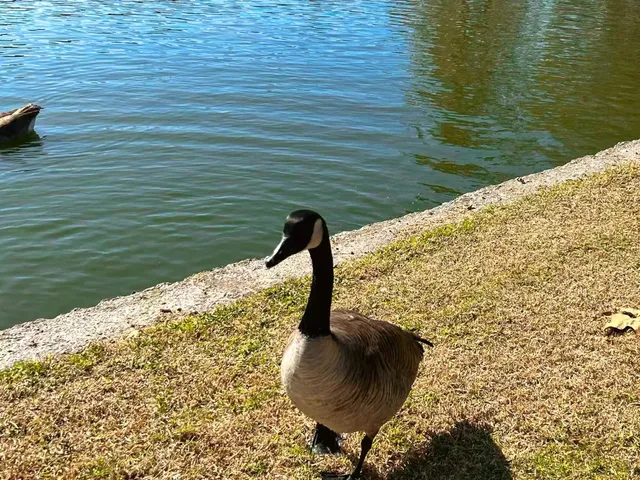 Irvine Outdoors | William R. Mason Park 🌳