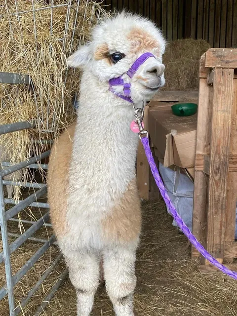🦙 Alpaca Walking Near London – The Joy You Have to Experience! 💫