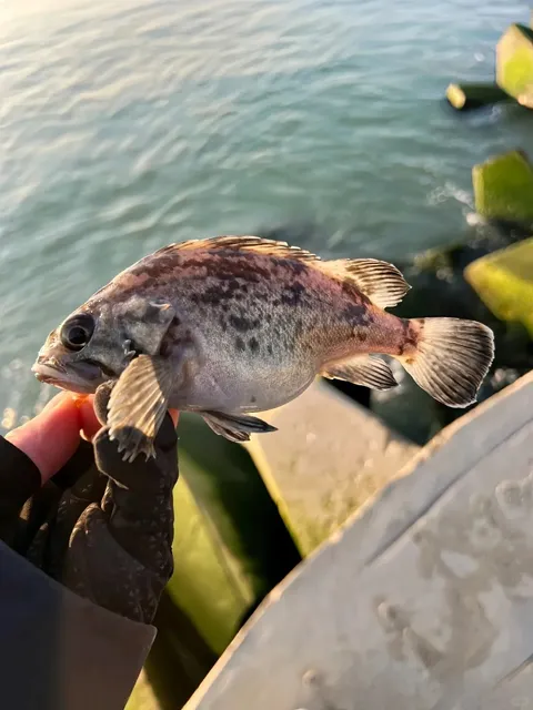 🌳 New York 2025 Free Fishing Day Ultimate Guide 