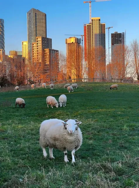 🌳 Urban Farm Paradise 🐑 A Hidden Gem