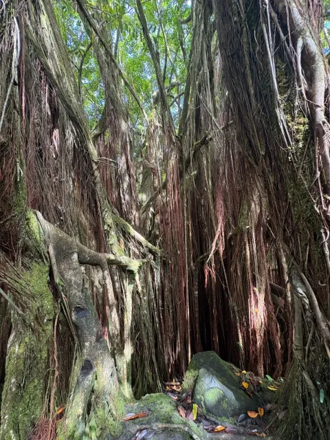 Liked Akaka not Kahuna