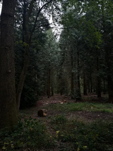 Birmingham Day Trip | Hidden Gem Forest Hike 🌳🚶‍♀️