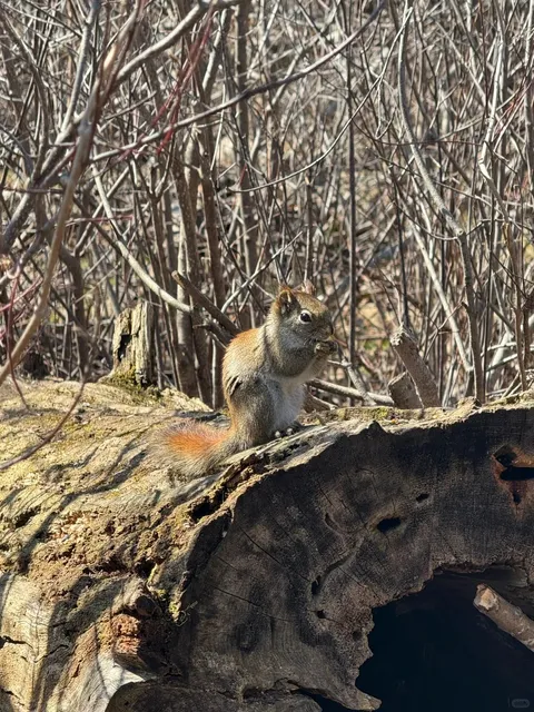 🇨🇦 Kid-Friendly Hiking Trails Near Ottawa 🌿  