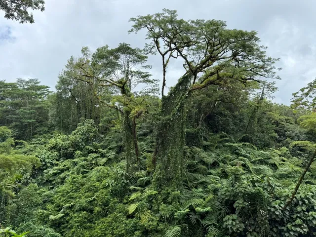 Enjoying the Trail While Admiring Tropical Plants 🌿
