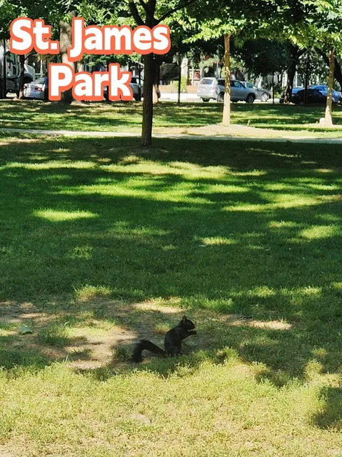 🇨🇦 Downtown Toronto City Walk Guide