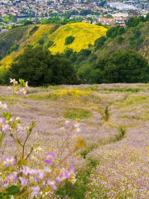 📸 Rowland Heights Trail in Full Bloom｜Capture the Ghibli Movie Vibe 