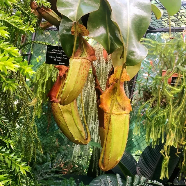  Cairns Hidden Gems: From Beachside Brunch to Botanical Wonders🌴