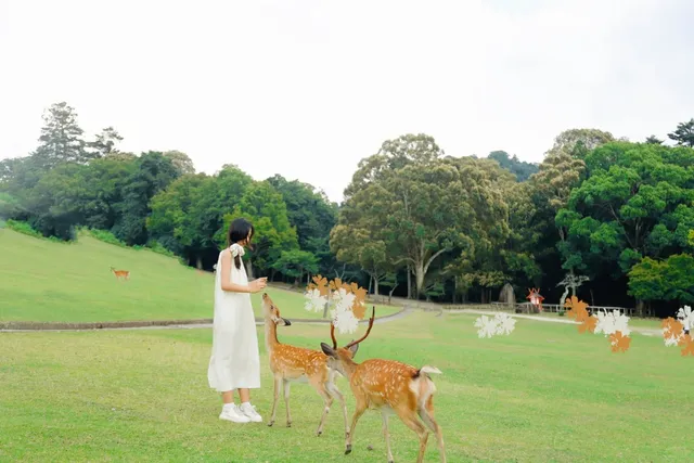 Nara Mount Wakakusa | Non - Return Route for Sightseeing 🌿