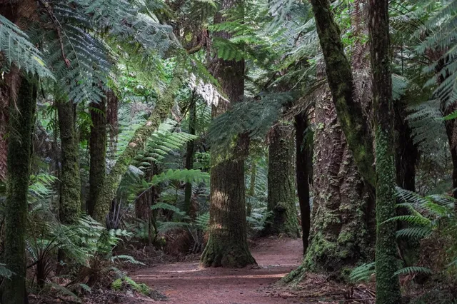 🇳🇿 Half-Day Redwoods Forest Hike in Rotorua
