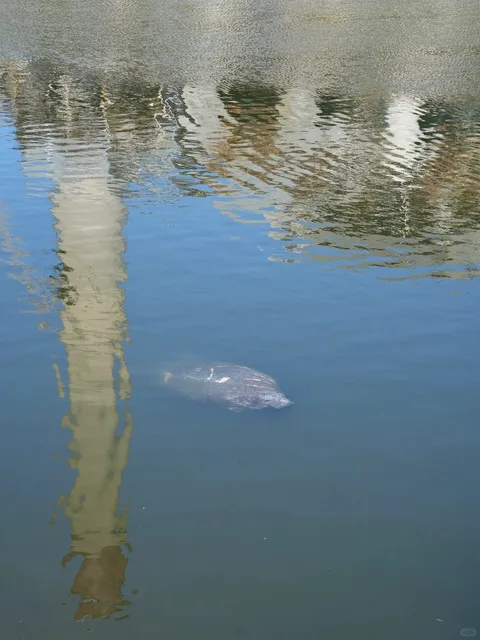 🇺🇸 Tampa | Manatees, We Came to See You! 🌿