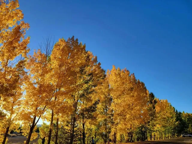 Big Bear Lake in Autumn 🍂🪵, Bringing the Pup Up the Mountain 🐶