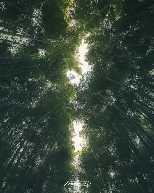 Kyoto Arashiyama Bamboo Grove Path 👉 🌿