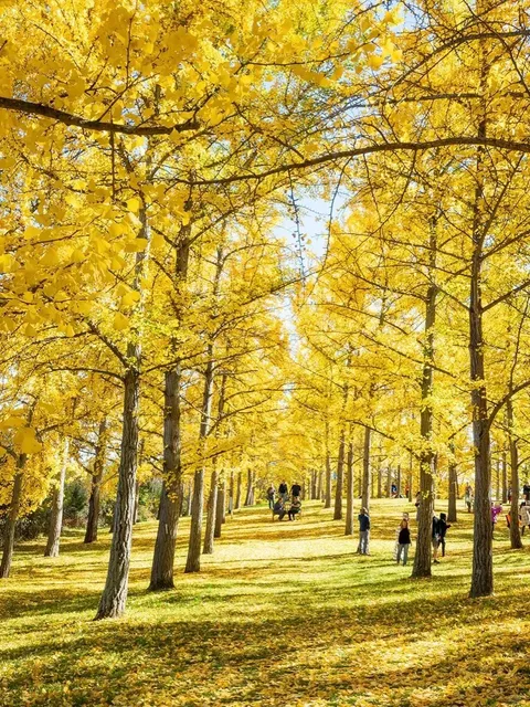 Ginkgo Forest Near Washington! So Beautiful It Takes Your Breath Away.