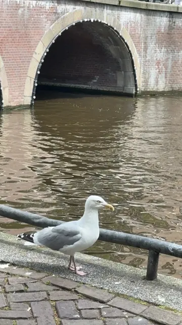 Oss City Walk | Strolling Through Dutch Charm 🚶‍♀️✨