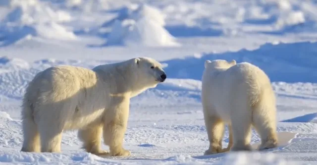 Churchill, Canada – When Polar Bears Are Your Neighbors!