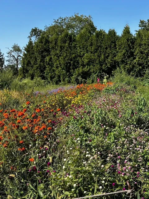 New York’s Hidden Gem🆓 Farm Museum📍 Strawberry Festival🍓