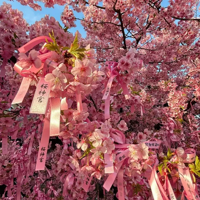 Early - Blooming Cherry Blossoms in Japan 🌸