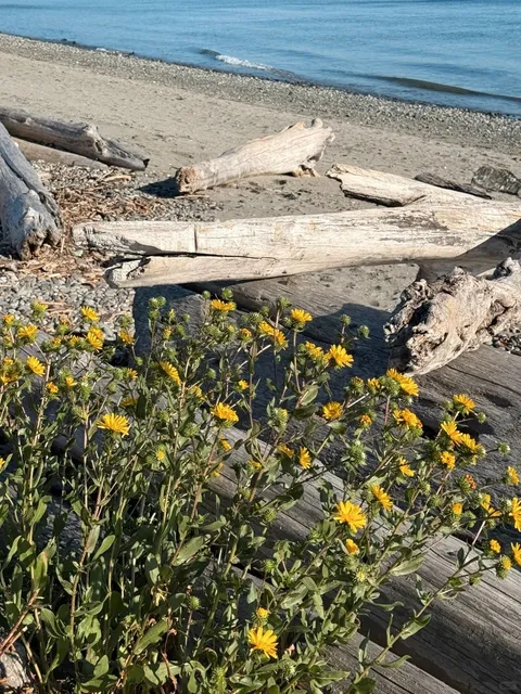Sunset & Snow Peaks at Discovery Park 🌄🏔️