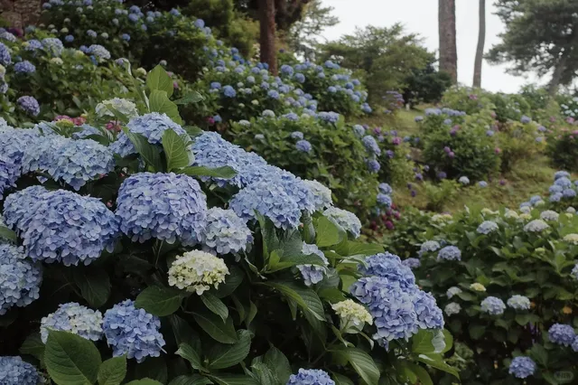 Tokyo Vicinity | Kanagawa | A Day Trip to Odawara (2)🌸