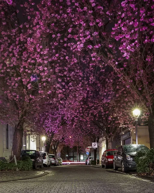  Bonn Cherry Blossom Avenue｜Pink Romance Just 1h from Cologne