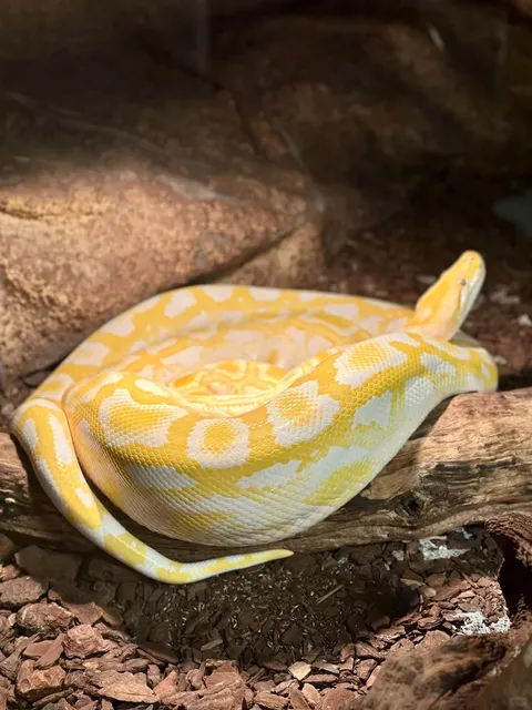 🇳🇱 The Weirdest & Smallest Zoo in the Netherlands: Oliemeulen Zoo! 