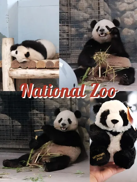 National Zoo｜I finally saw Bao Li and Qing Bao 🐼