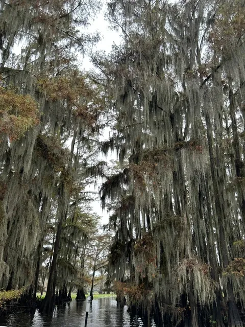 Dallas Surroundings | Caddo Lake 🚣 Who Says Texas Has No Autumn 🍂