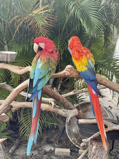 Miami | Butterfly World: A Dreamy Butterfly Garden 🦋✨