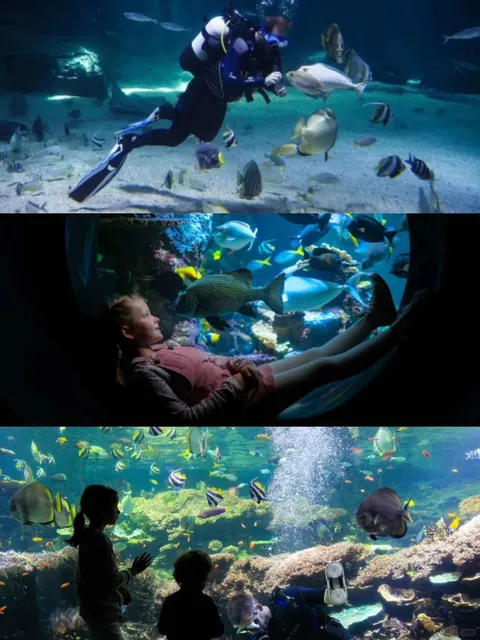 Weekend Check-in at Europe's Largest Aquarium 🐠🌍