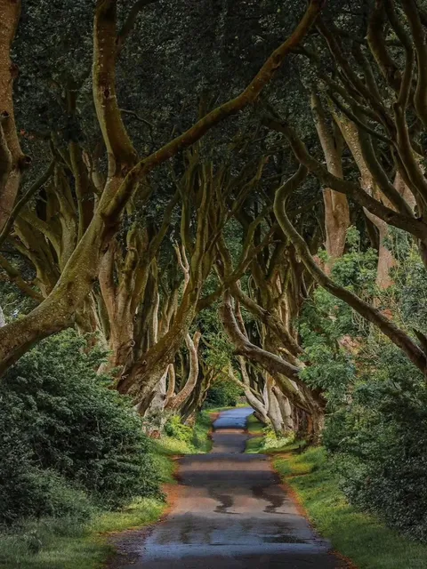 🇬🇧 The Most Enchanting Place in the UK? Found It! 🌳✨