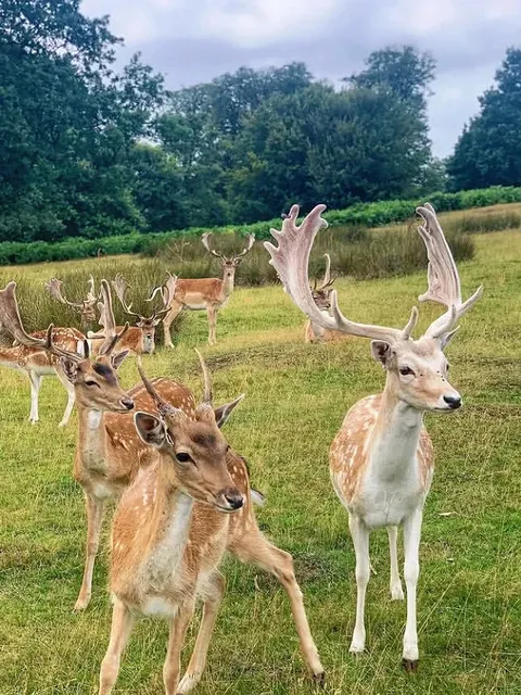 A Little-Known Park Just 30 Mins from London 📍Knole Park