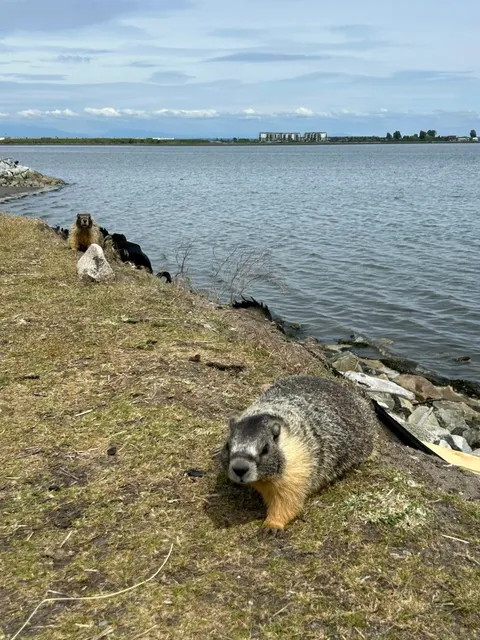 🇨🇦 ​​Free Fun Alert: Trains, Ocean & Groundhogs!​​ 🚂🌊🐾