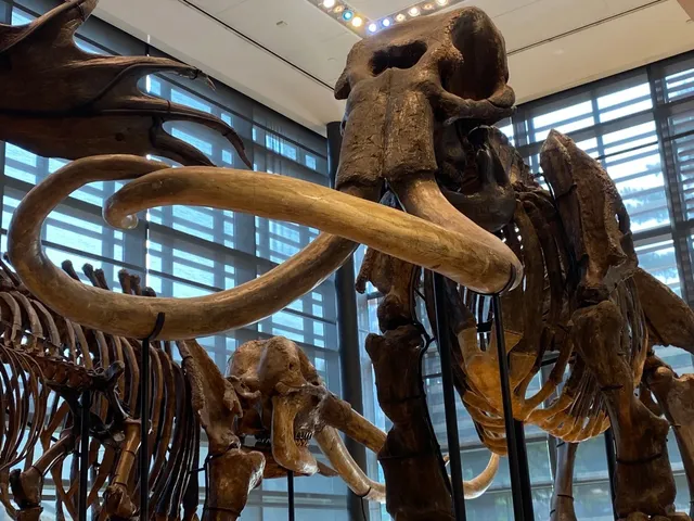 Amherst College - Where History, Academia & Legacy Collide 🎓🦣  