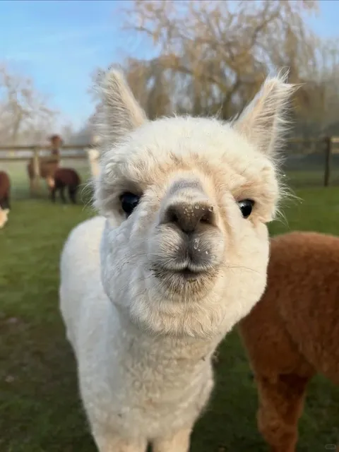  🇬🇧 Who Knew Weekend Alpaca Walks Could Be This Fun?! 🐑​​