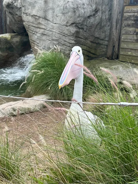  Taronga Zoo Sydney | Ultimate Guide