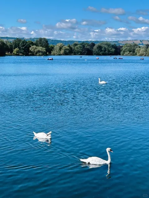 🇬🇧 Roath Park: Cardiff’s Swan-Filled Oasis 🦢🌿