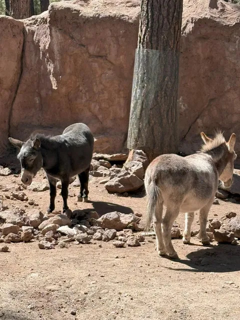 Bearizona: Getting "Robbed" by Bears! 