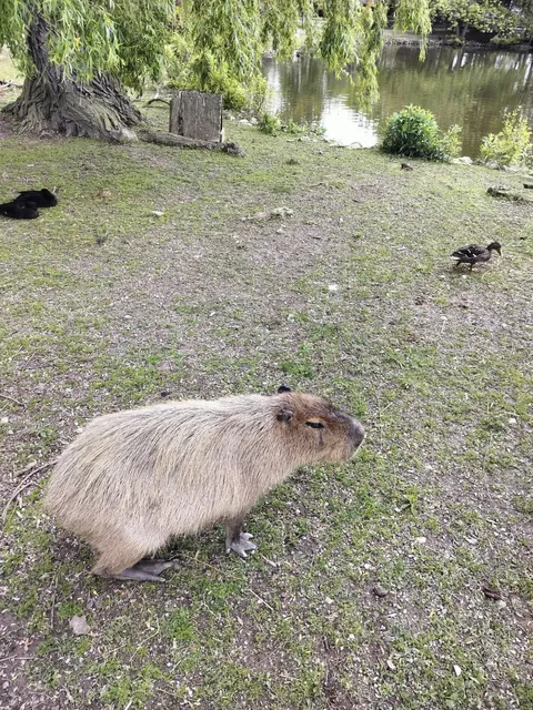 ​​🇨🇦 Where to Take Kids Near London, Ontario? Zoo Edition! 🦁​​