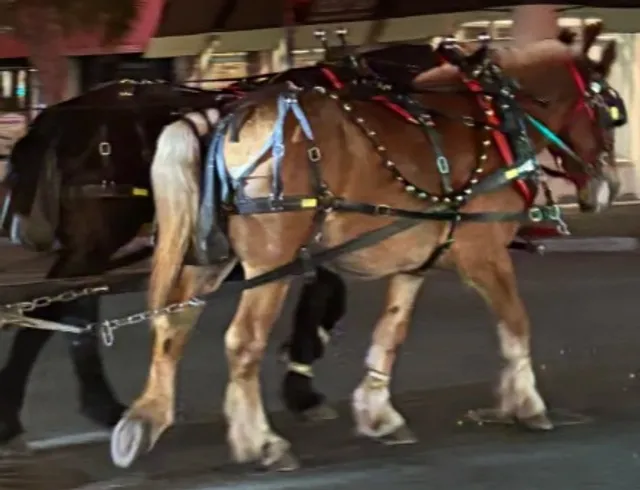 👻 Savannah Ghost Tour | A Haunted Stroll Through History