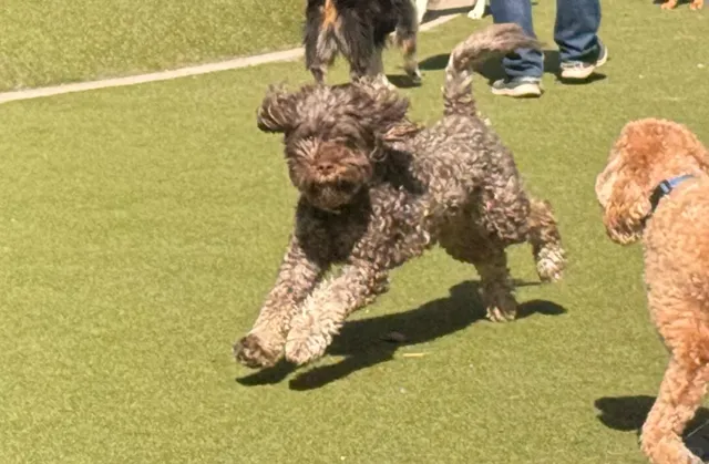 📍 Jemmy's Dog Run | NYC's Hidden Gem for Dog Lovers 🐶✨