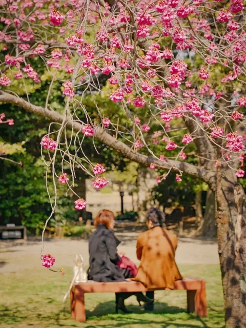 Tokyo Kiyosumi Shirakawa City Walk (2) 🌸