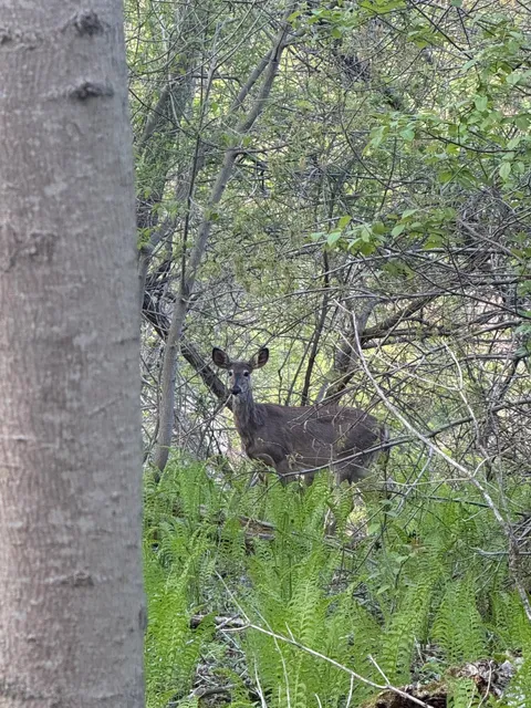 Special Delivery: Fresh Black-Tailed Deer Sighting! 🦌💌  