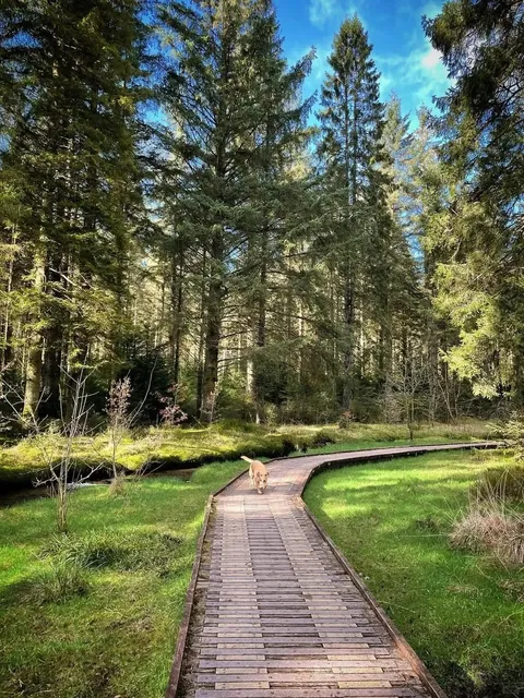 🇬🇧 Summer Escape! Cool Forest Hiking Adventure 🌲❄️