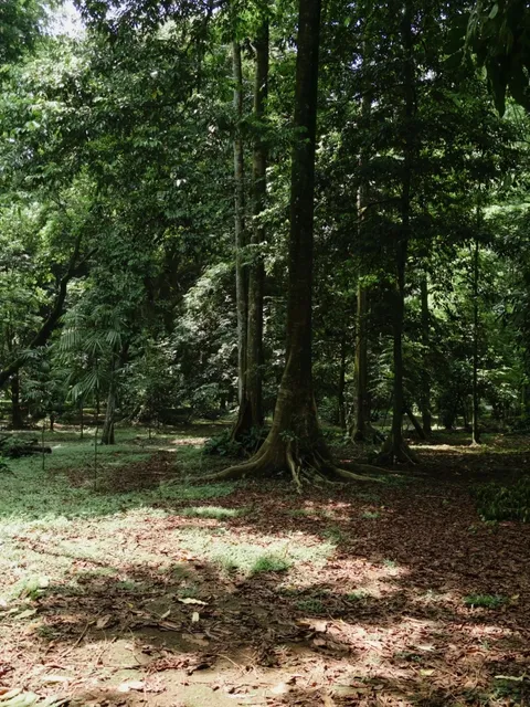 Bundaberg Botanic Gardens: Where Giants Come to Life!🌿 