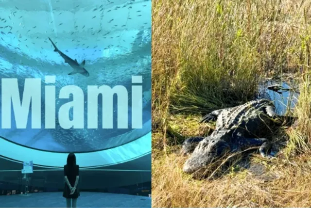 ​​Ultimate Miami 8-Day Itinerary | Sun, Culture & Adventure​​ 🌴