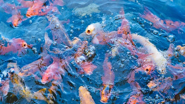 🌸 Phoenix’s Japanese Friendship Garden（2）