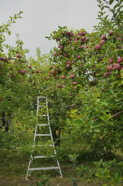🌻 La Ferme Quinn | Montreal's Coziest Fall Farm Escape! 🍎🐑  